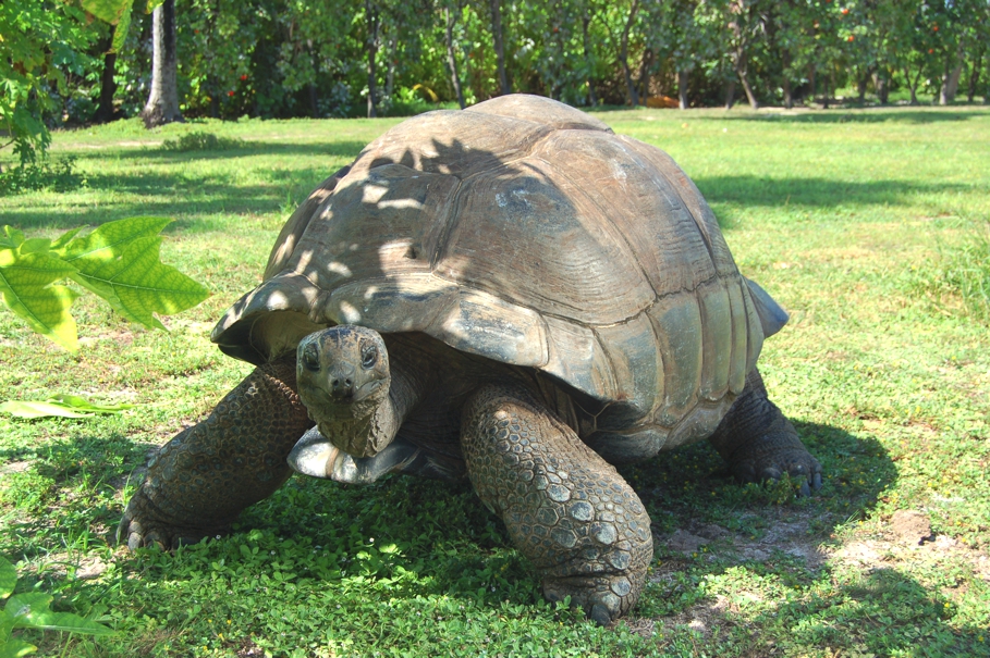 Seychelles-Hotel-Mahe-05