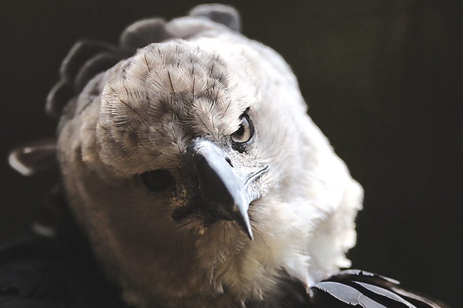 Top-10-Birds-Ecuador-Adelto_00