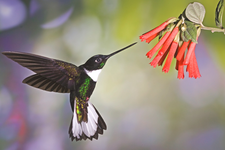 Top-10-Birds-Ecuador-Adelto_01