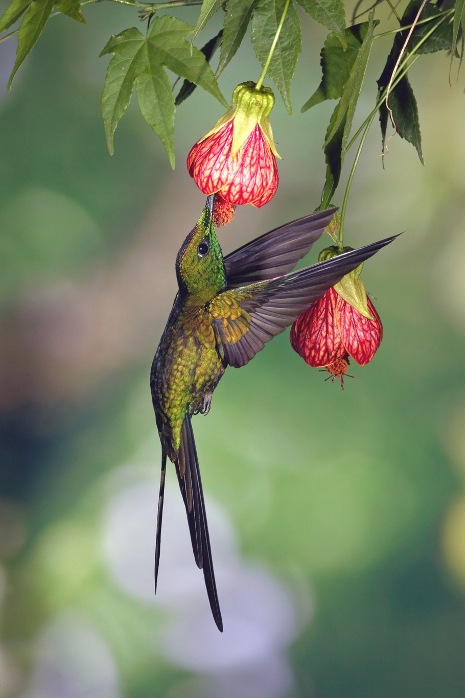 Top-10-Birds-Ecuador-Adelto_02