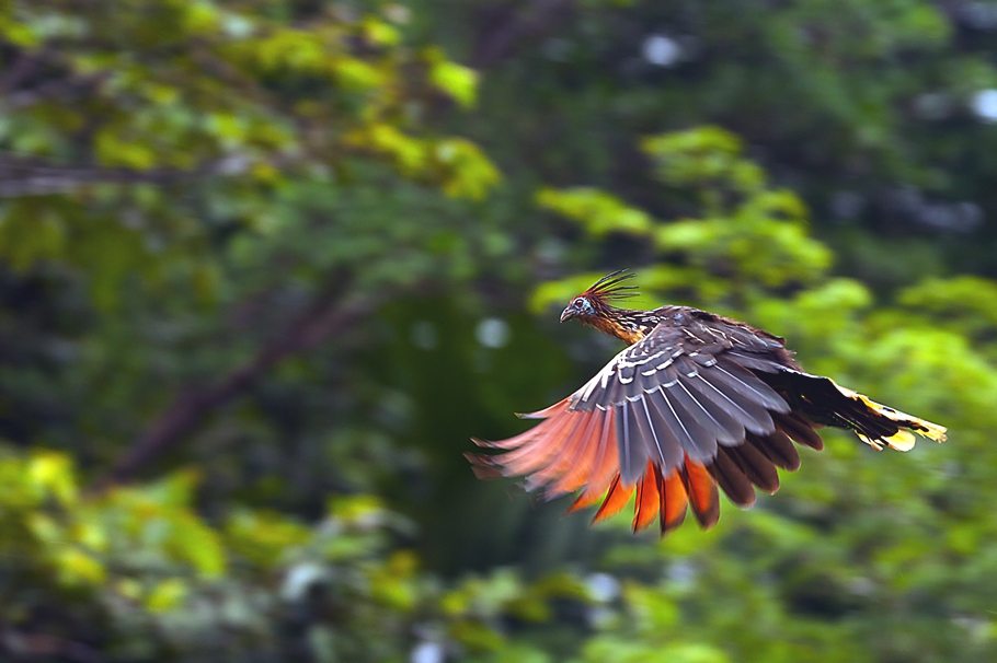 Top-10-Birds-Ecuador-Adelto_04