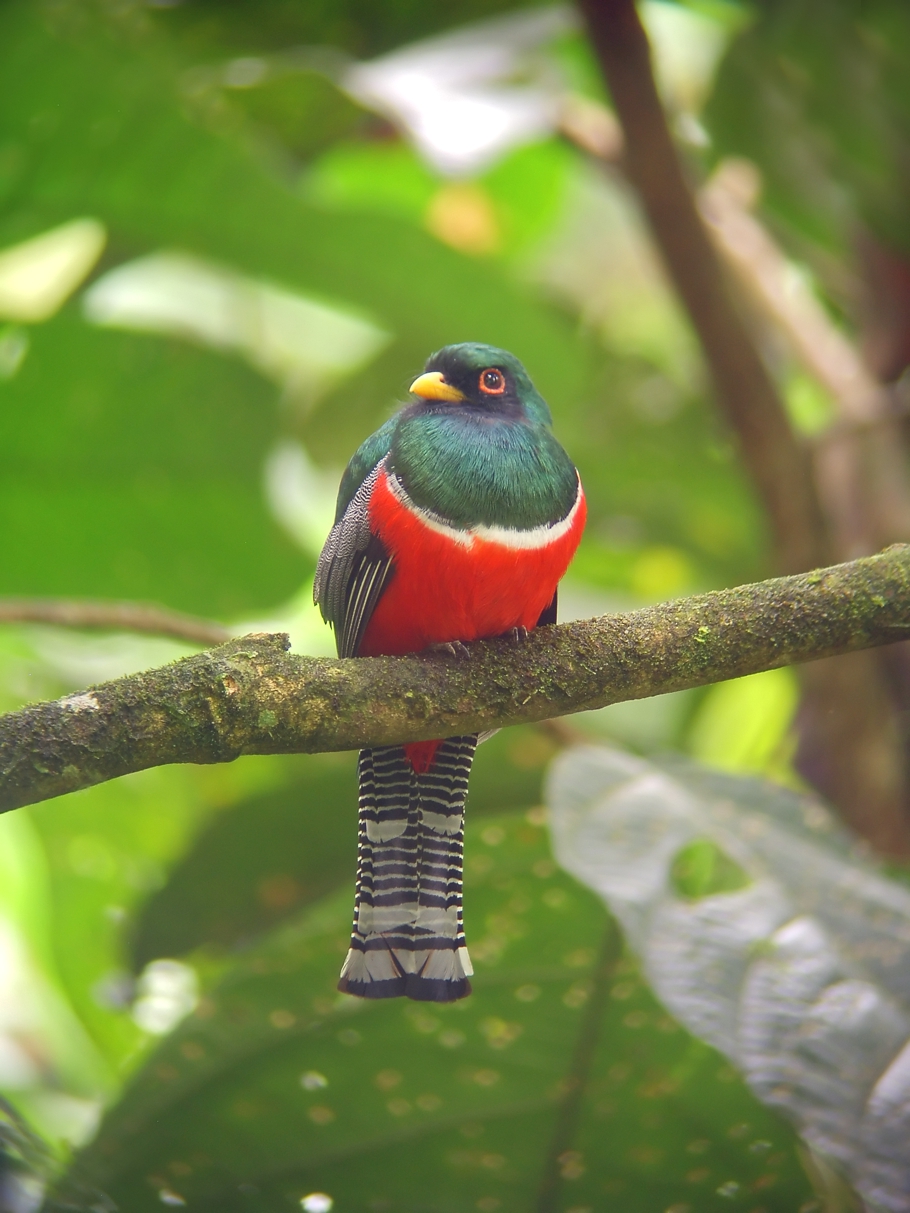 Top-10-Birds-Ecuador-Adelto_06