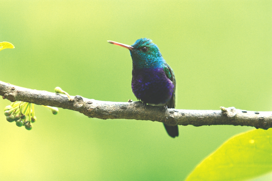 Top-10-Birds-Ecuador-Adelto_08