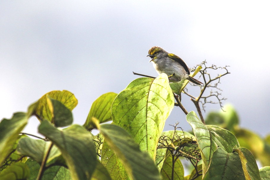 Top-10-Birds-Ecuador-Adelto_09
