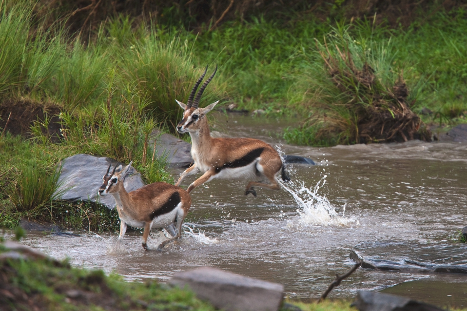 10-things-about-kenya-dereck-joubert-adelto-07