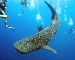 Dive, swim or snorkel with sharks whilst on holiday